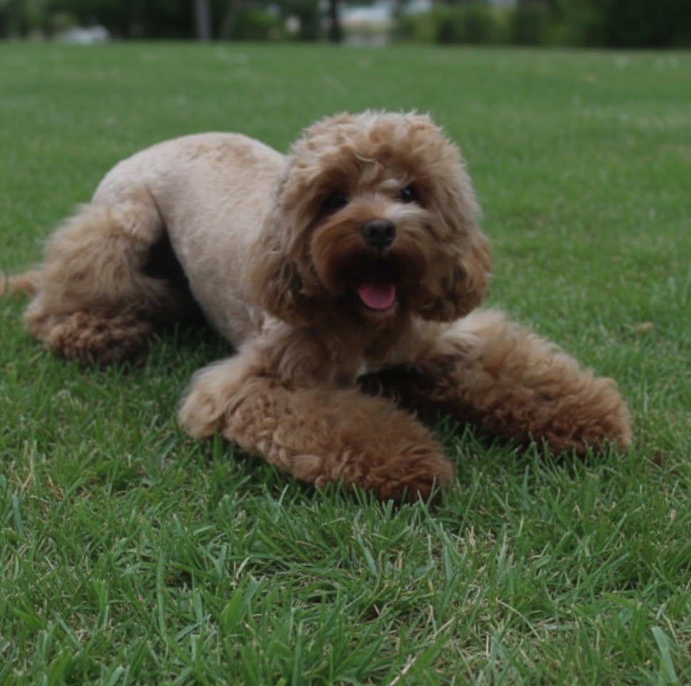 Fluffy Cavapoo puppy looking up